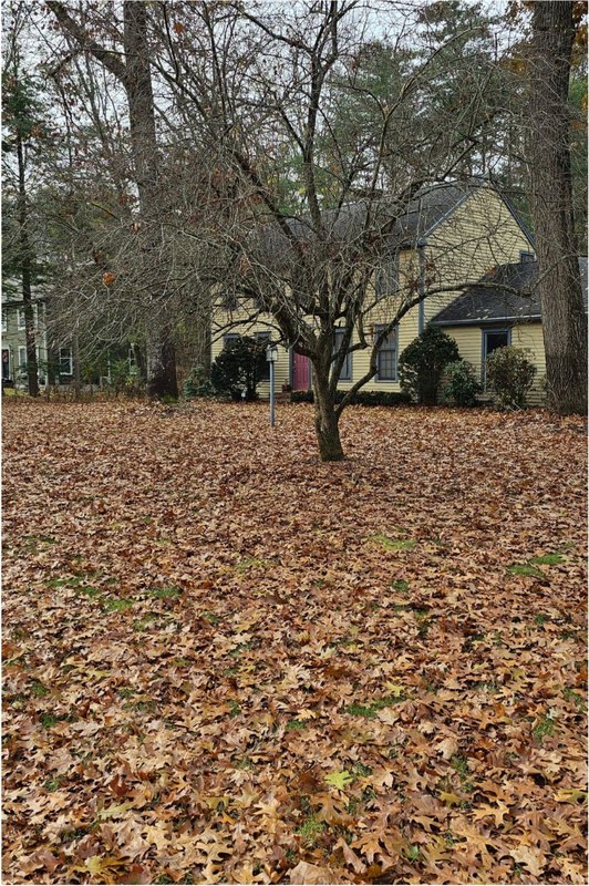 Whole-yard leaf removal — before