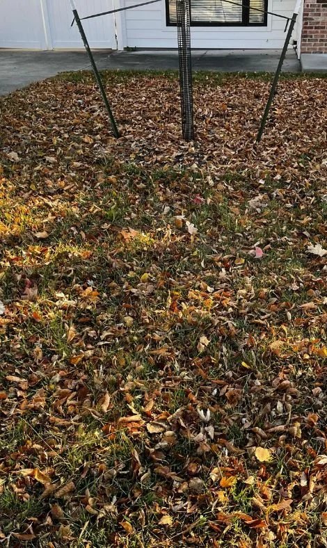Lawn & tree bed cleanup — before