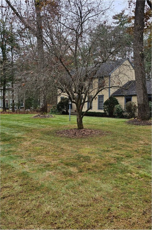 Whole-yard leaf removal — after